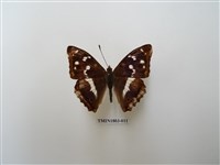 藏品(紫閃蛺蝶)的圖片